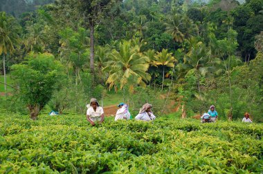 Tea Pickers At Work clipart