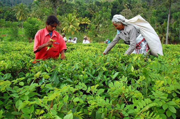 Catadores de chá tâmil na plantação — Fotografia de Stock