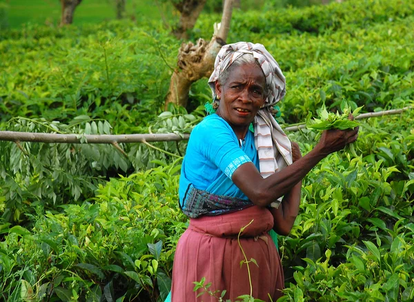 Trabalhador de chá na plantação — Fotografia de Stock