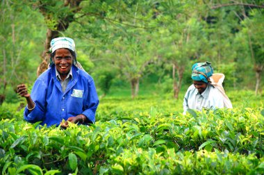 Two Tamil Tea Pickers clipart