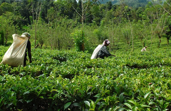 Auf der Teeplantage in Sri Lanka — Stockfoto