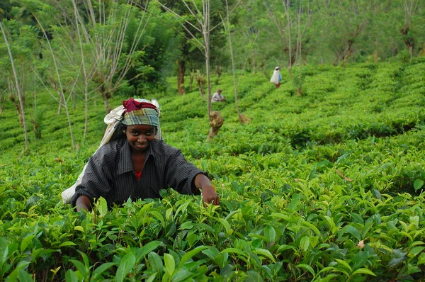 Senhora trabalhador de chá na plantação de chá — Fotografia de Stock