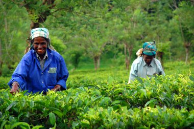 Tea Pickers At The Tea Plantation clipart