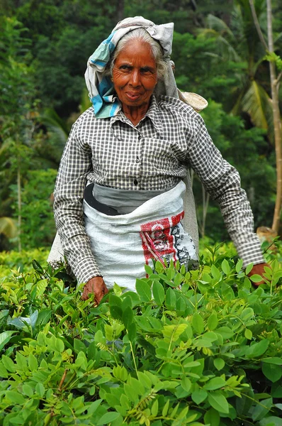 满头银发的茶选取器 — 图库照片