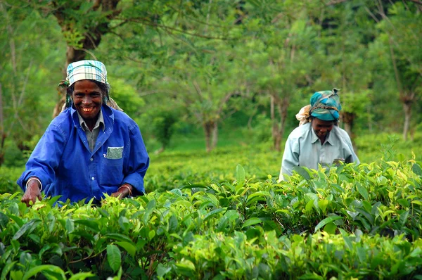 Recicladores de té en la plantación de té —  Fotos de Stock
