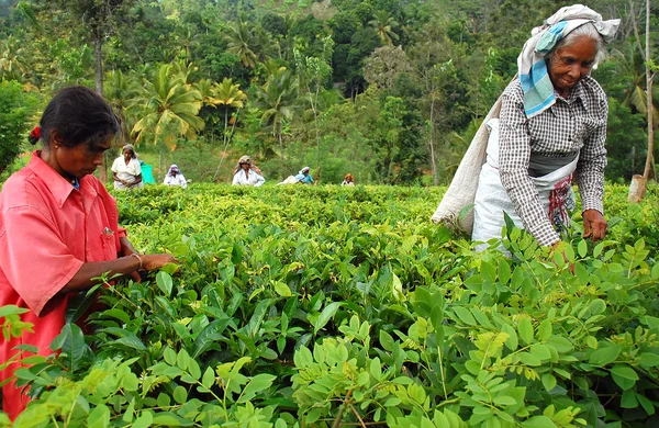 Kadınlar çay toplayıcılar — Stok fotoğraf