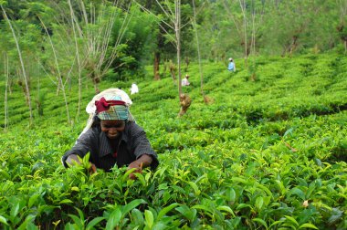 Tea Picker At Work clipart