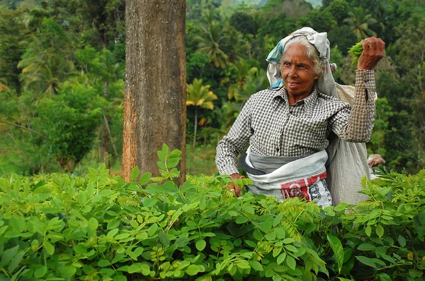Gealterte tamilische Teearbeiterin — Stockfoto