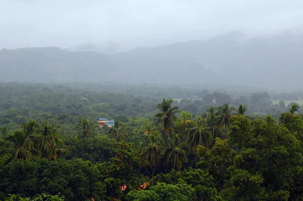Foggy Vegetation of Sri Lanka — Stock Photo, Image