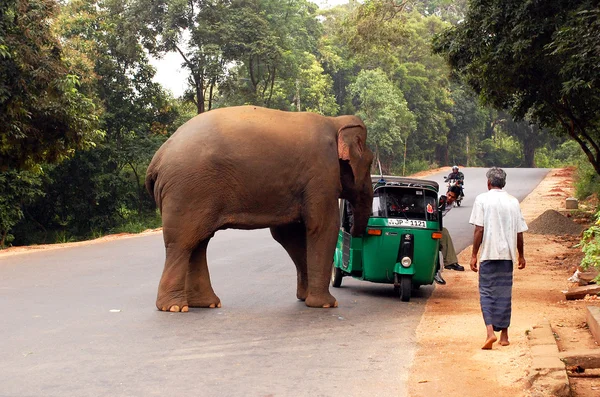 Ataque de elefante selvagem — Fotografia de Stock