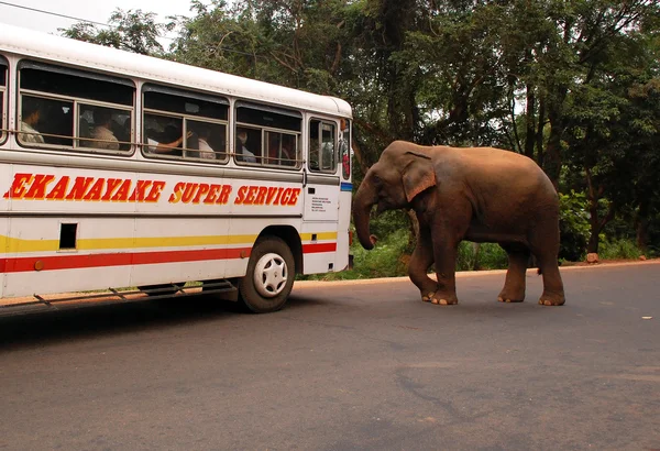 Wild Elephants Attacks Passenger Coach — Stock Photo, Image