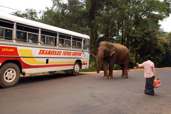 Elefante salvaje, autobús y hombre — Foto de Stock