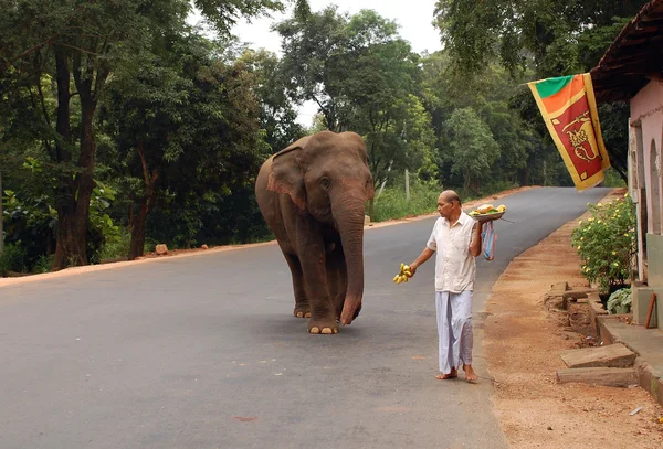 Dziki słoń na drodze — Zdjęcie stockowe