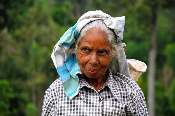 Portrait of Tamil Tea Picker — Stock Photo, Image