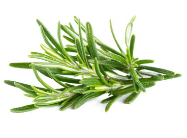 Rosemary on a white background clipart