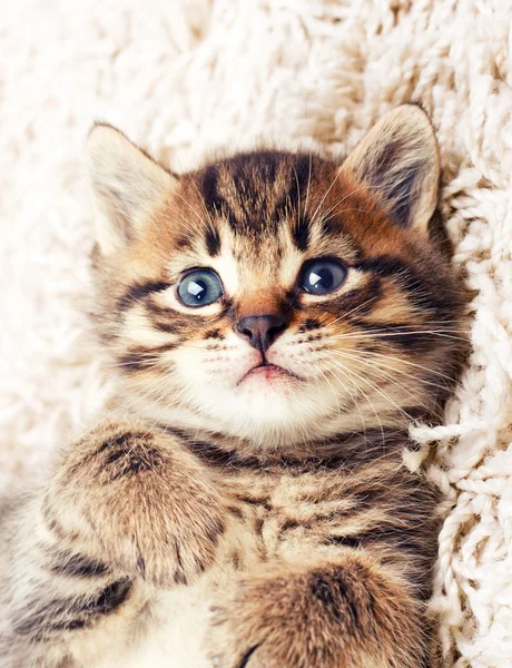 Funny kitten v koberci — Stock fotografie