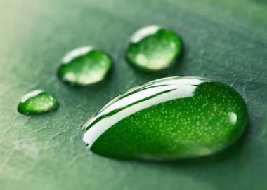 bir yaprağına su ayak izi bırakır. Makro.