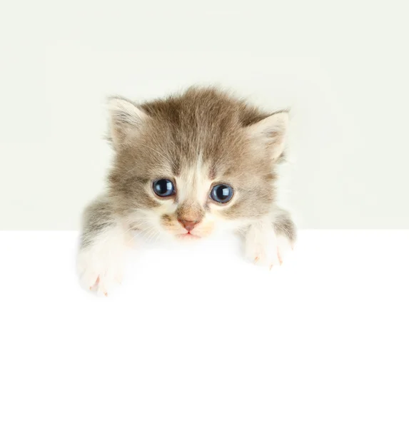 Yavru kedi afiş üzerinde beyaz izole — Stok fotoğraf