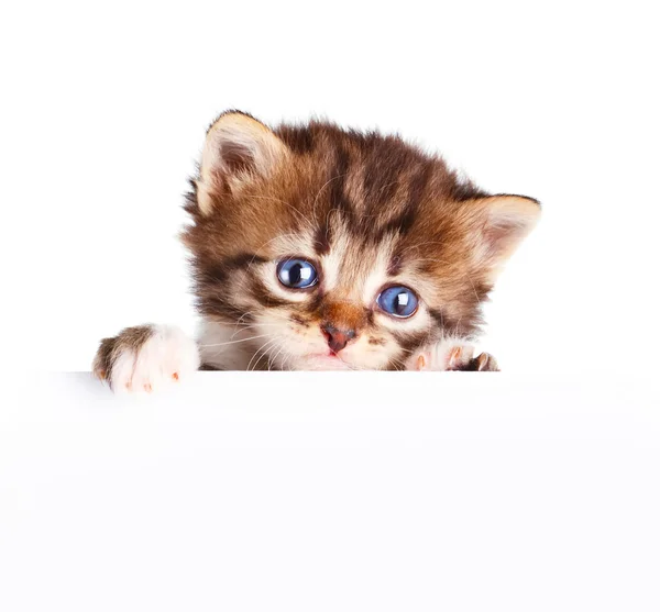 Kitten banner geïsoleerd op wit — Stockfoto