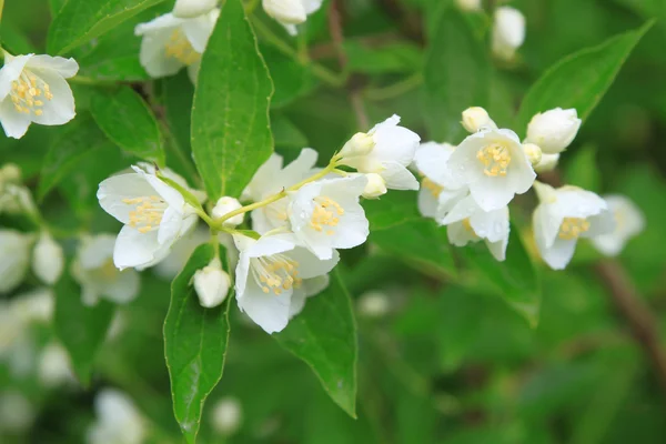 Mooie bloeiende tak van jasmijn — Stockfoto
