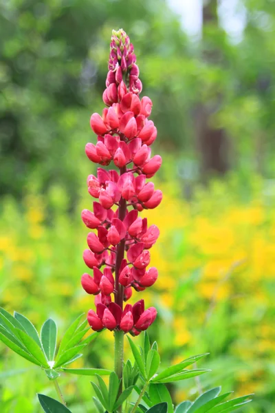 Lupin çiçek — Stok fotoğraf
