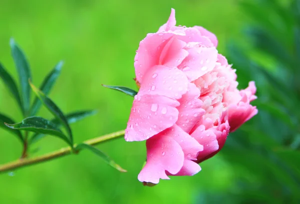 Peony flower closeup — Stock Photo, Image