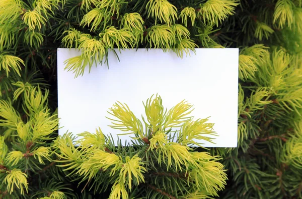 빈 카드와 함께 전나무 — 스톡 사진
