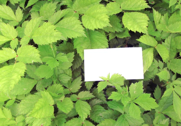 Hojas verdes con tarjeta vacía — Foto de Stock