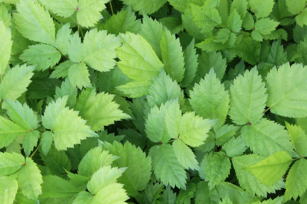 Beautiful green leaves make pattern background — Stock Photo, Image
