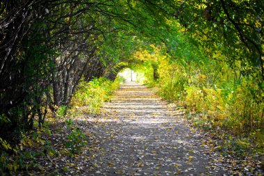 Walkway with trees clipart