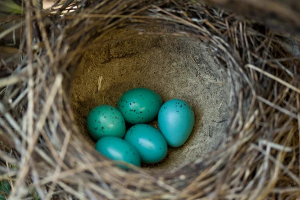 stock image Five blue eggs in the nest