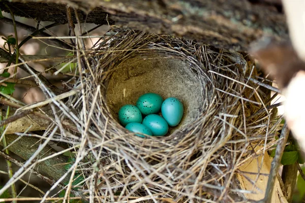 Pięć niebieskie jajka w gnieździe — Zdjęcie stockowe