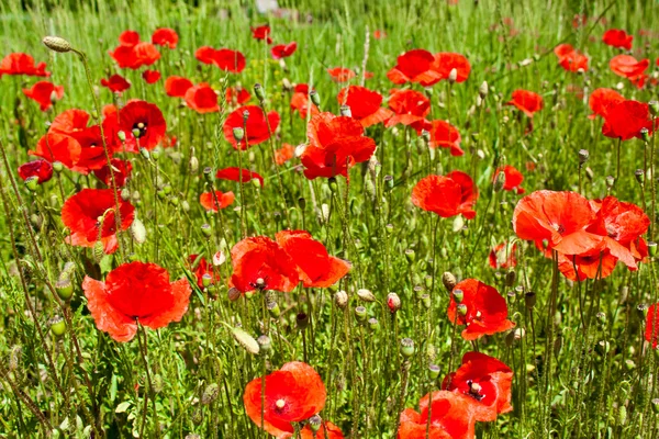 Poppies op groen veld — Stockfoto