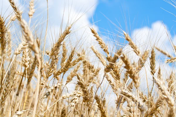 Campo di grano dorato — Foto Stock