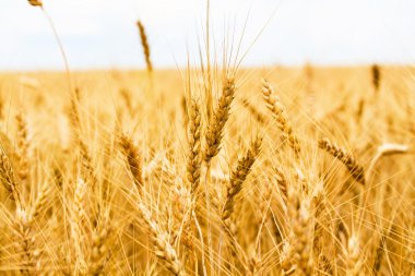 Gold wheat field clipart
