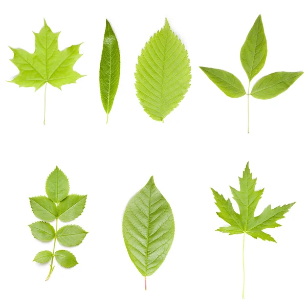 Sammlung von grünen Baumblättern — Stockfoto