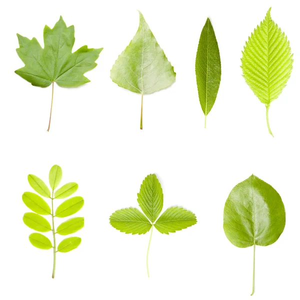 Collectie van groene boom bladeren — Stockfoto