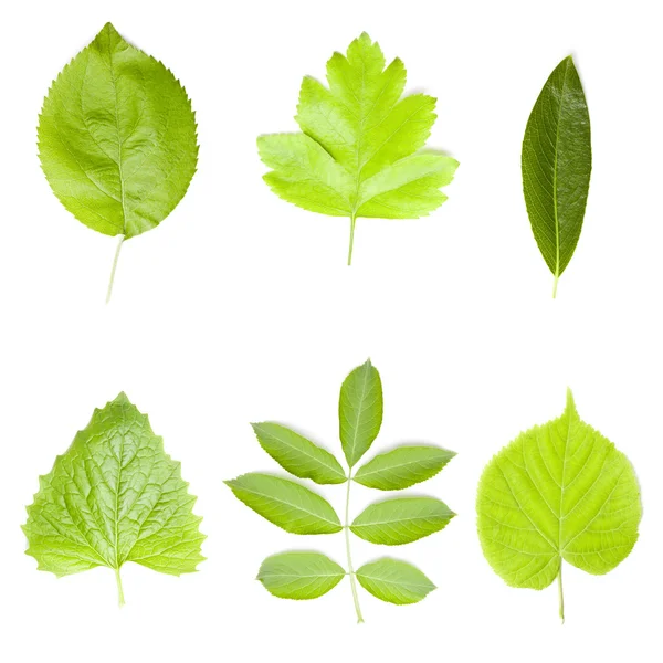 Collection of green tree leaves — Stock Photo, Image