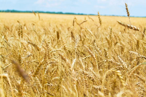 Gouden tarweveld — Stockfoto