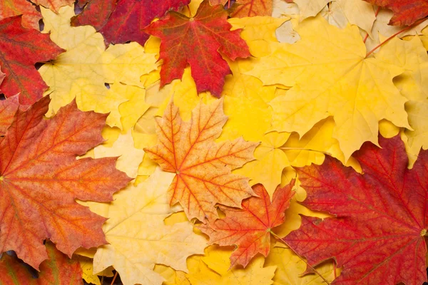 Цветные осенние листья. Использование для фона или текстуры — стоковое фото