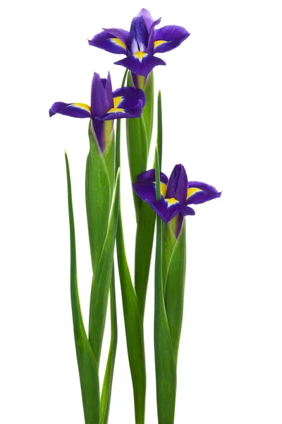 Три фіолетовий Ірис — стокове фото