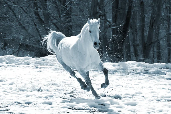 Скачущая белая лошадь — стоковое фото
