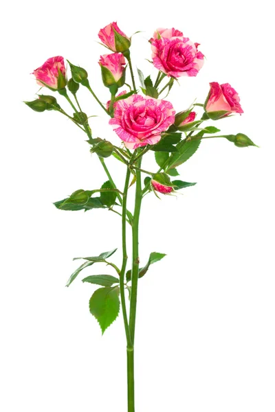 Beautiful branch of roses — Stock Photo, Image