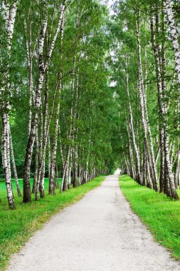 Huş ağacı ormanında yol