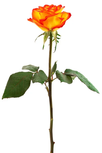 Свежие оранжевые розы — стоковое фото