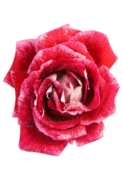 stock image Beautiful red rose