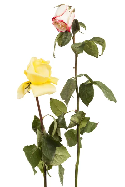 Dos rosas secas — Foto de Stock