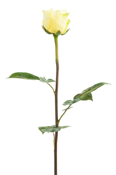 Mawar kuning segar — Stok Foto