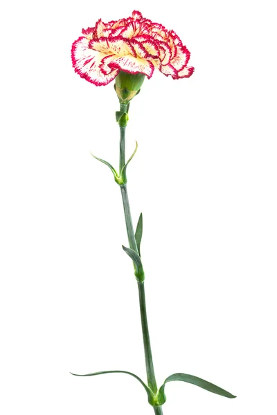 stock image Beautiful carnation