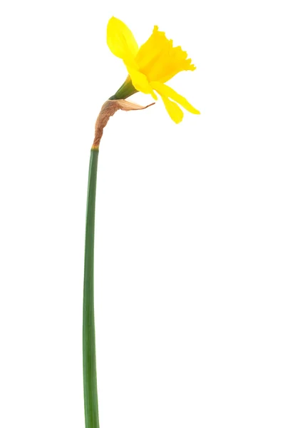Krásný žlutý Narcis — Stock fotografie